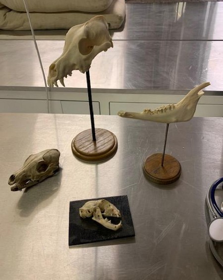 Dog skull and jaw